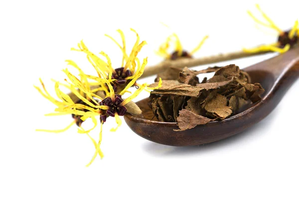 Flowering witch hazel (Hamamelis) and dried leaves for natural c — Stock Photo, Image