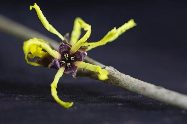 Bloom vilínu (Hamamelis) proti tmavé dřevěné backgro — Stock fotografie