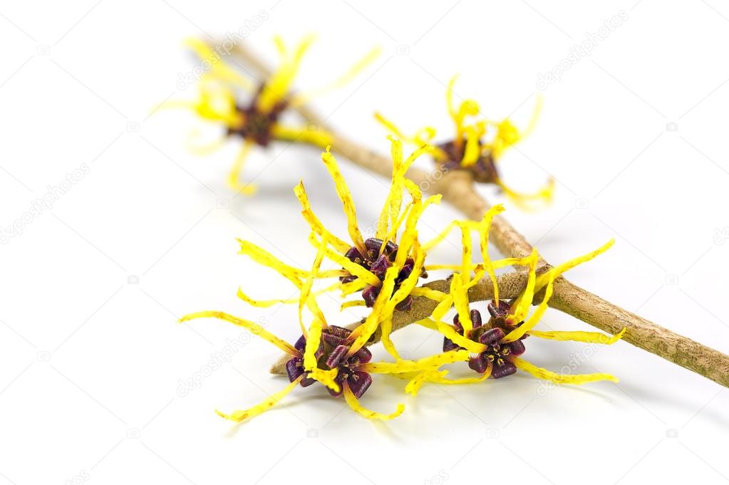flowers of witch hazel, medicinal plant Hamamelis, isolated on w