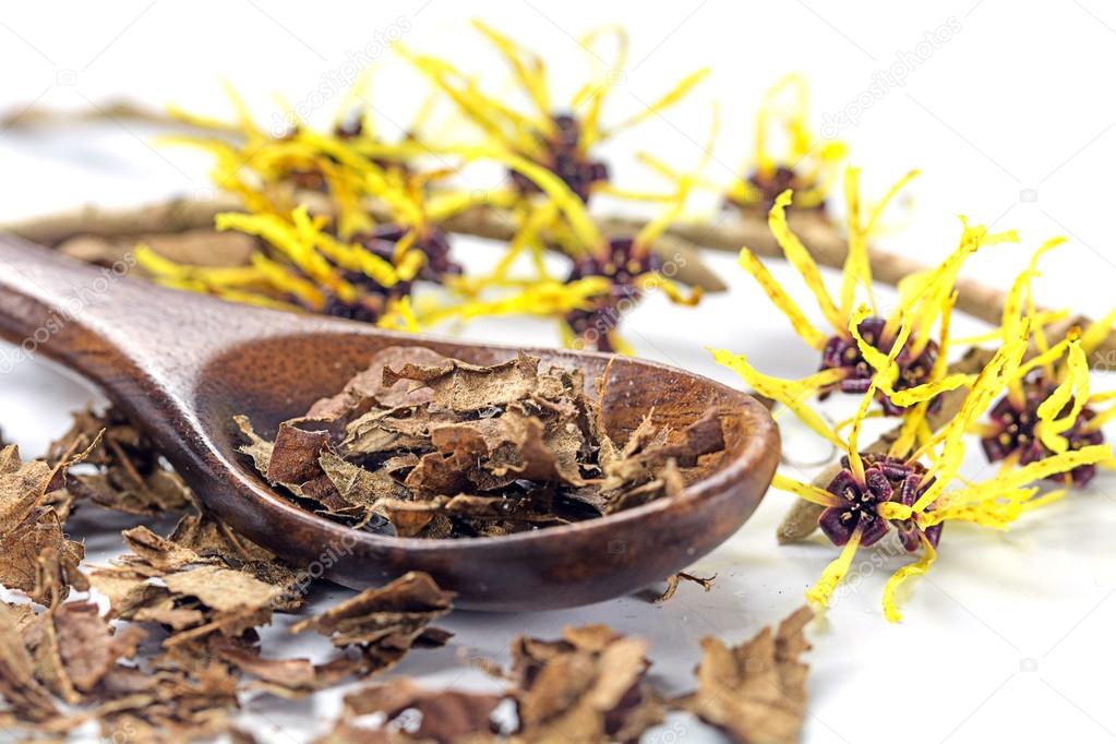 flowering witch hazel (Hamamelis) and wooden spoon with dried le