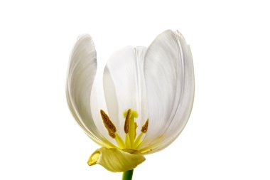 Beyaz Lale ile beyaz bir bac karşı izole stamens Bloom