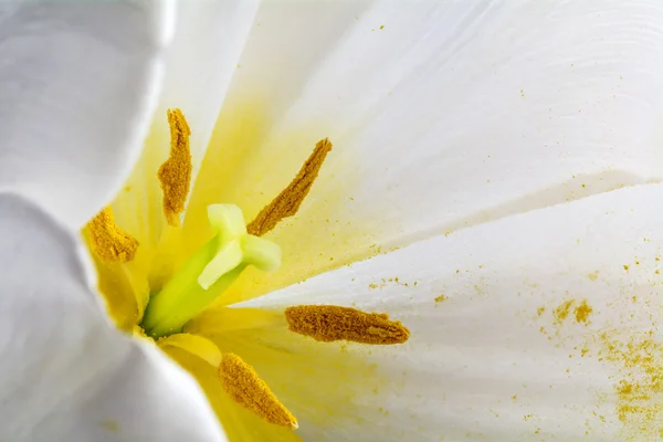 Fioritura di un tulipano bianco con stami e polline, macro shot — Foto Stock