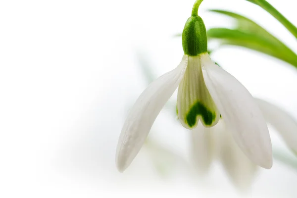 Detailní záběr sněženka kvetou, pozadí mizí do bílé, kopie lázní — Stock fotografie