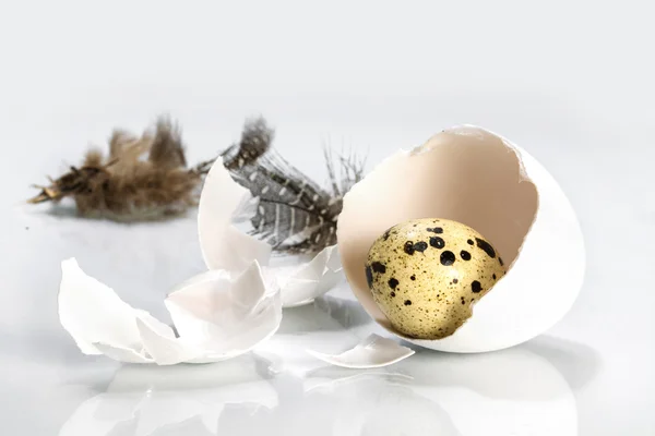 Kis fürj tojás csirke tojáshéj és a tollak fehér, ea — Stock Fotó