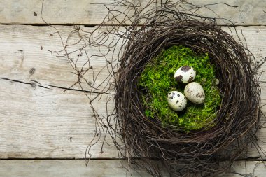 Paskalya yuva twigs ve üç bıldırcın yumurtası rustik wo üzerinde yosun
