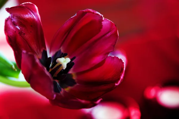 Tulipa vermelha com pétalas abertas largas contra um bac bokeh vermelho desfocado — Fotografia de Stock