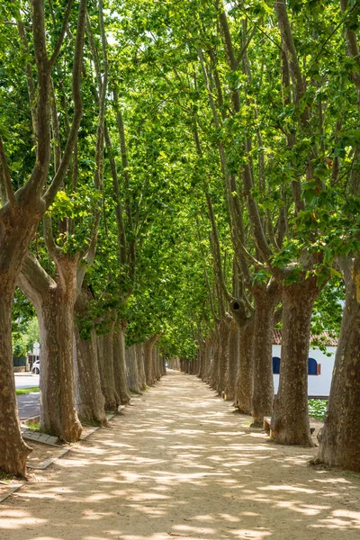 Banyoles Gölü, Katalonya, İspanya ve Avrupa 'nın etrafındaki ağaçlandırılmış patika