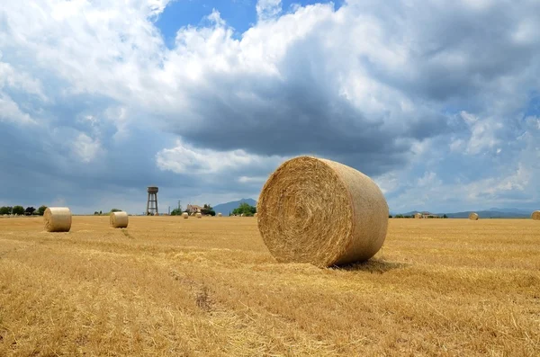 Hasat saman balya alanıyla