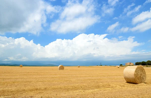 Hasat saman balya alanıyla