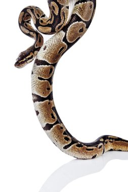 Beyaz arka plan ile top python