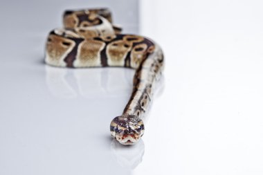 Beyaz arka plan ile top python