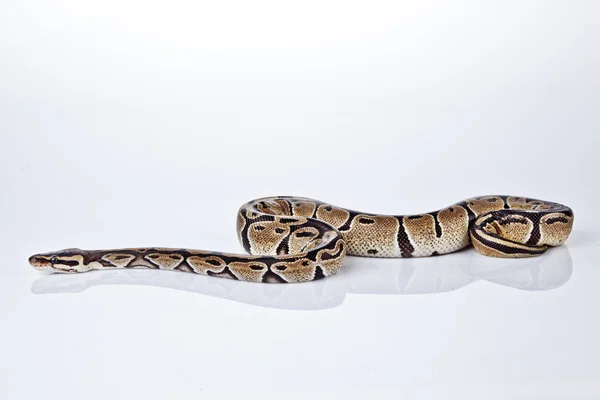 Kugelpython mit weißem Hintergrund — Stockfoto