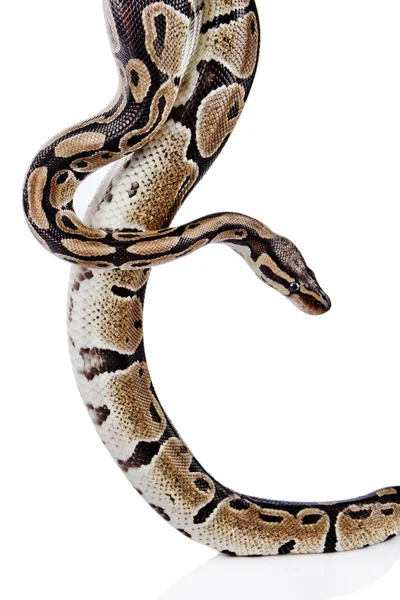 Balle Python avec fond blanc — Photo