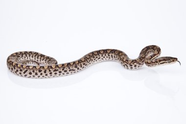 BOA SNAKE with white background clipart