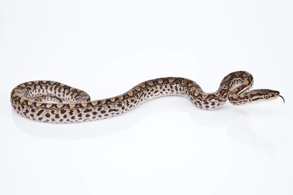 Boa-Schlange mit weißem Hintergrund — Stockfoto