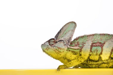 Bukalemun sarı plastik diş fırçası ile beyaz arka plan üzerinde