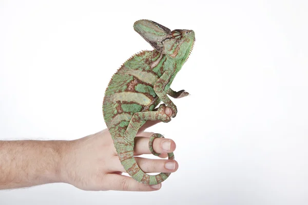 Chameleon on the hand with white background — Stock Photo, Image