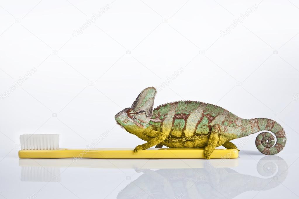 Chameleon on the yellow plastic toothbrush with white background