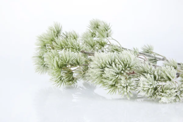 Spruce branch on a white background — Stock Photo, Image