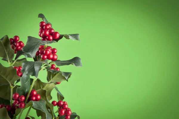 Europeiska järnek (ilex aquifolium) blad och frukt — Stockfoto