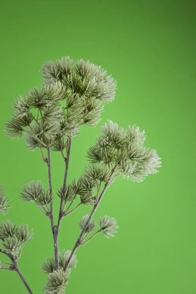 Fichtenzweig auf grünem Hintergrund — Stockfoto