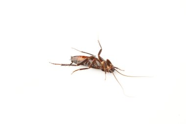 Dead cockroach isolated on a white clipart