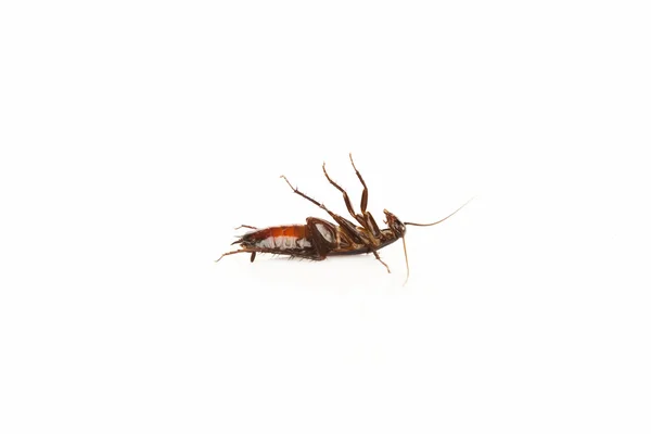 Мертвый таракан, изолированный на белом — стоковое фото