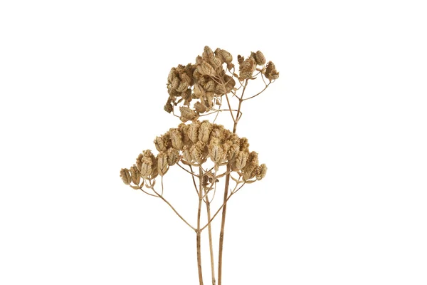 Árbol de tomillo seco aislado sobre fondo blanco — Foto de Stock