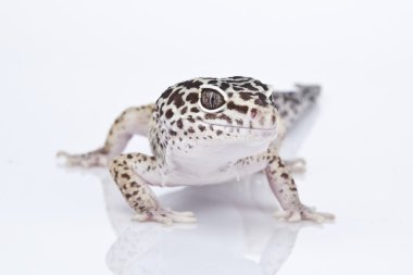 beyaz zemin üzerinde leopar gecko