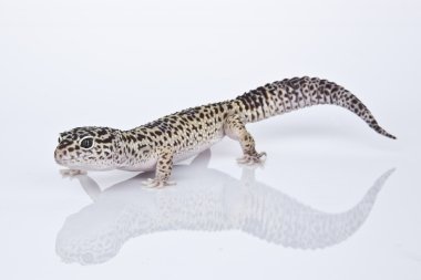 beyaz zemin üzerinde leopar gecko