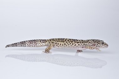 beyaz zemin üzerinde leopar gecko