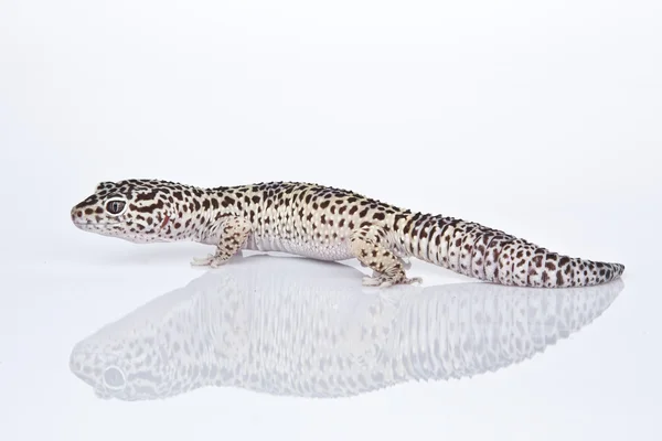 Gecko léopard sur fond blanc — Photo