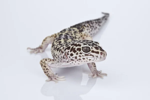 Leopardengecko auf weißem Hintergrund — Stockfoto