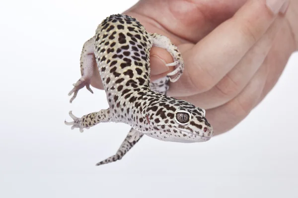 Leopardo Gecko na mão com fundo branco — Fotografia de Stock