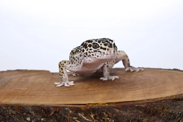 Gecko de leopardo sobre madera con fondo blanco — Foto de Stock