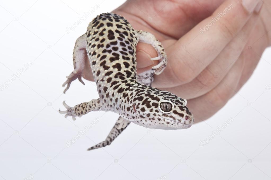 Leopard Gecko on hand with white background