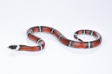 Milk Snake with white background clipart