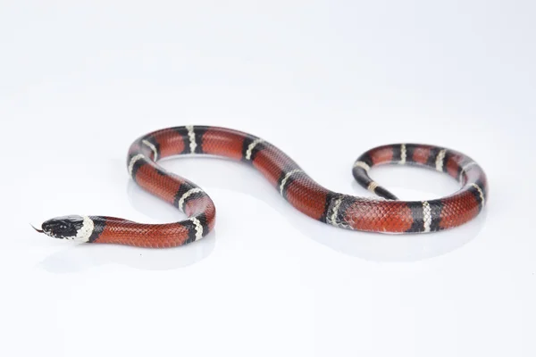 Milk Snake with white background — Stock Photo, Image