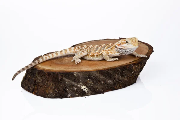 Bearded Dragon op het hout met witte achtergrond — Stockfoto