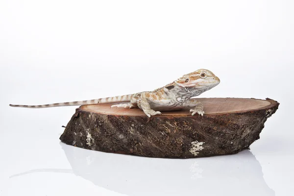 Bearded Dragon op het hout met witte achtergrond — Stockfoto