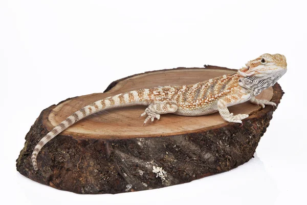 Bearded Dragon op het hout met witte achtergrond — Stockfoto