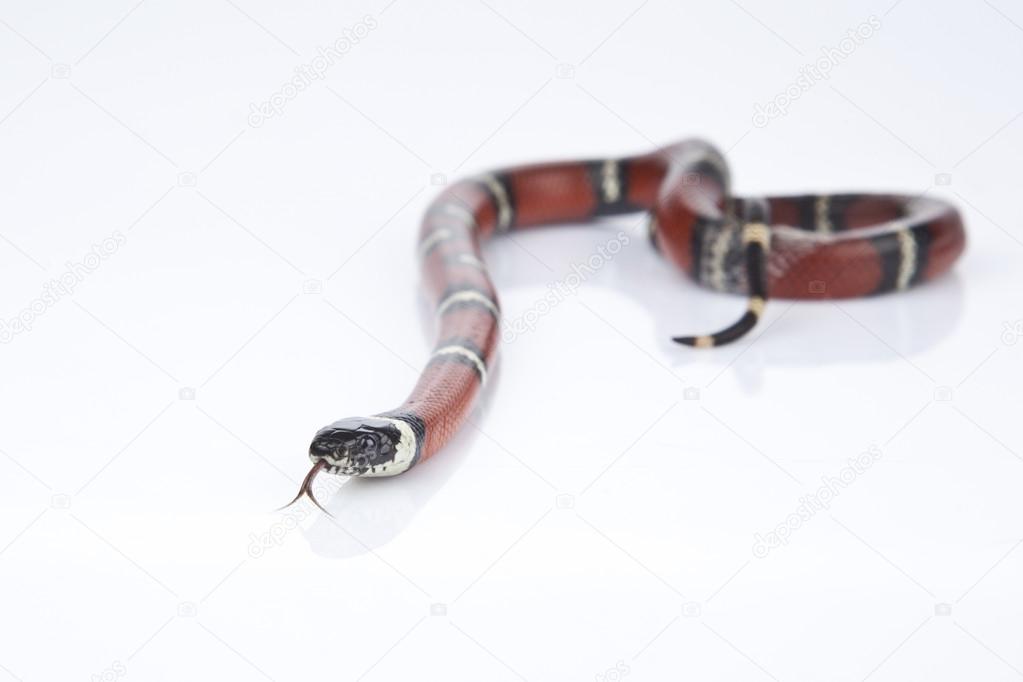 Milk Snake with white background