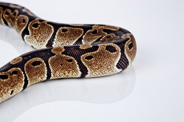 Beyaz arka plan ile top python