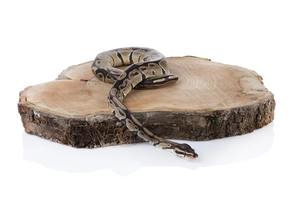 Bal python met witte achtergrond — Stockfoto