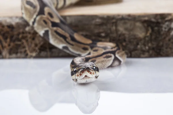 Bola Python com fundo branco — Fotografia de Stock