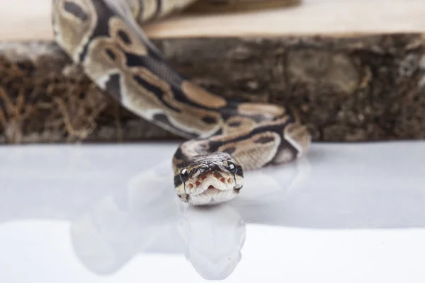 Kugelpython mit weißem Hintergrund — Stockfoto