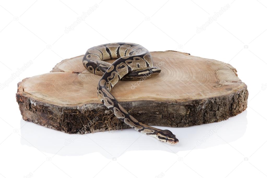 Ball Python with white background