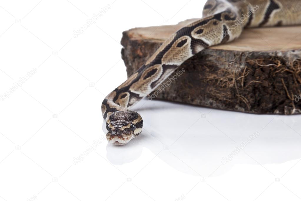 Ball Python with white background