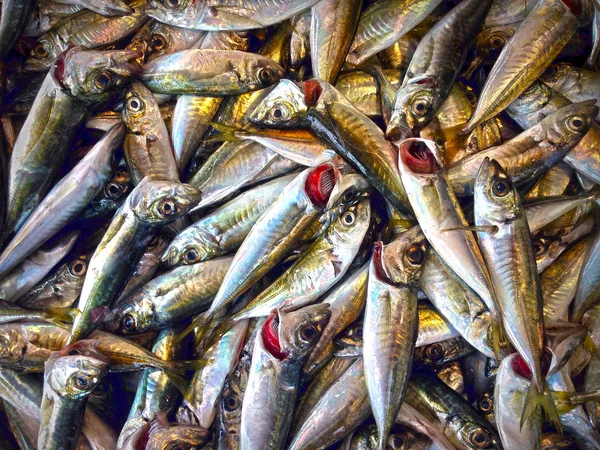 Pesce fresco sul ghiaccio sul mercato — Foto Stock