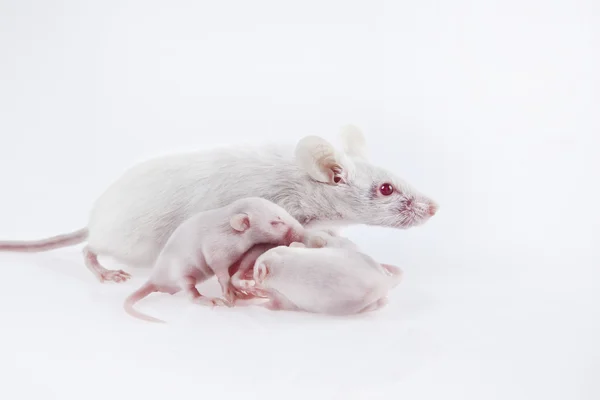 Bílé laboratorní myši matka mláďat, která jsou staré devět dní izolované na bílém — Stock fotografie